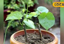 इम्यूनिटी का देसी फार्मूला! घर पर गमले में ऐसे लगाएं गिलोय, सेहत और पॉजिटिव एनर्जी दोनों पाएँ – Madhya Pradesh News