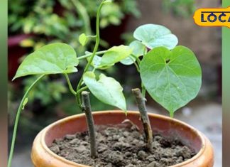 इम्यूनिटी का देसी फार्मूला! घर पर गमले में ऐसे लगाएं गिलोय, सेहत और पॉजिटिव एनर्जी दोनों पाएँ – Madhya Pradesh News