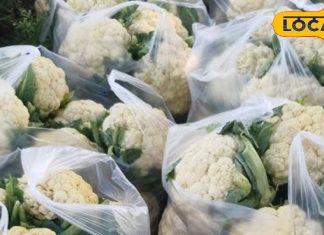 पानी से नहीं निकलते फूलगोभी-पत्तागोभी में छिपे कीड़े, करें ये उपाय, गोभी की हर परत हो जाएगी साफ – Bihar News