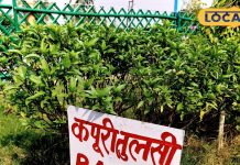 औषधीय गुणों से भरपूर है कपूर तुलसी, अभी लगा दें पौधा, सर्दी भर रहेंगे बीमारियों से दूर