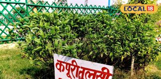 औषधीय गुणों से भरपूर है कपूर तुलसी, अभी लगा दें पौधा, सर्दी भर रहेंगे बीमारियों से दूर