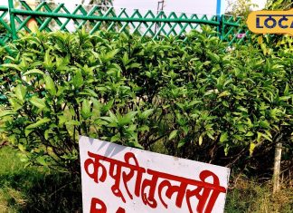 औषधीय गुणों से भरपूर है कपूर तुलसी, अभी लगा दें पौधा, सर्दी भर रहेंगे बीमारियों से दूर