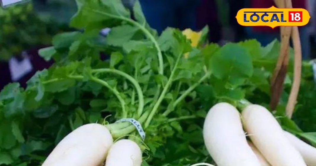 Health Tips: सर्दी में जानिए मूली खाने के फायदे, भोजन में जरूर करें शामिल, चेहरा होगा चिकना, मुंहासे और एलर्जी से मिलेगी छुटकारा