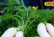 Health Tips: सर्दी में जानिए मूली खाने के फायदे, भोजन में जरूर करें शामिल, चेहरा होगा चिकना, मुंहासे और एलर्जी से मिलेगी छुटकारा