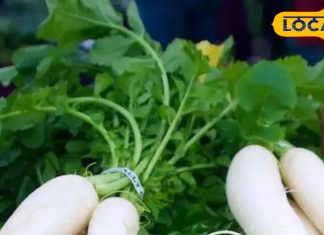 Health Tips: सर्दी में जानिए मूली खाने के फायदे, भोजन में जरूर करें शामिल, चेहरा होगा चिकना, मुंहासे और एलर्जी से मिलेगी छुटकारा