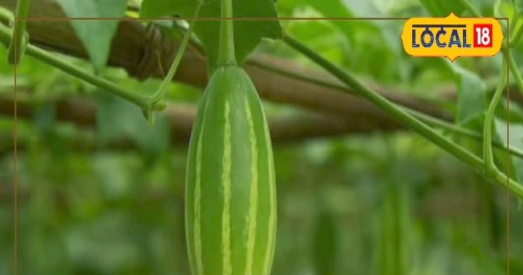 Parwal ke fayde: सब्जियों का राजा.. आयुर्वेद का खजाना, विटामिन से भरपूर! आंखों, त्वचा और हड्डियों के लिए फायदेमंद है यह सब्जी