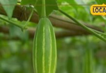 Parwal ke fayde: सब्जियों का राजा.. आयुर्वेद का खजाना, विटामिन से भरपूर! आंखों, त्वचा और हड्डियों के लिए फायदेमंद है यह सब्जी