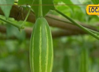 Parwal ke fayde: सब्जियों का राजा.. आयुर्वेद का खजाना, विटामिन से भरपूर! आंखों, त्वचा और हड्डियों के लिए फायदेमंद है यह सब्जी