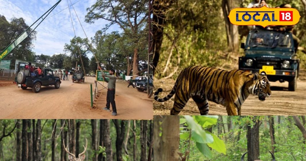 PHOTOS: छत्तीसगढ़ में उमड़े जंगल सफारी के दीवाने, खुल गया बारनवापारा अभयारण्य – Chhattisgarh News