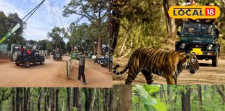 PHOTOS: छत्तीसगढ़ में उमड़े जंगल सफारी के दीवाने, खुल गया बारनवापारा अभयारण्य – Chhattisgarh News