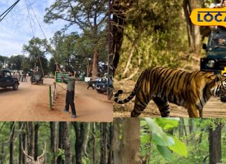 PHOTOS: छत्तीसगढ़ में उमड़े जंगल सफारी के दीवाने, खुल गया बारनवापारा अभयारण्य – Chhattisgarh News