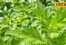 हवा शुद्ध करे, एलर्जी मिटाए और मच्छर भगाए… उत्तराखंड की ये पत्ती करती है कमाल, जानें औषधीय और धार्मिक चमत्कार – Uttarakhand News
