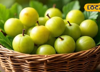 Amla Storage Tips: बस ये छोटा सा काम, महीनों तक बेदाग और हरा-ताजा रहेगा आंवला, जानें घरेलू उपाय