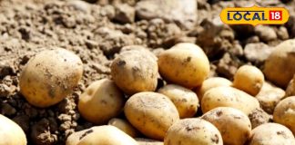 घर, बागवानी और ब्यूटी…. तीनों के लिए सुपरस्टार! आखिर क्यों इतना खास है आलू का छिलका? जानिए खासियत – Uttar Pradesh News