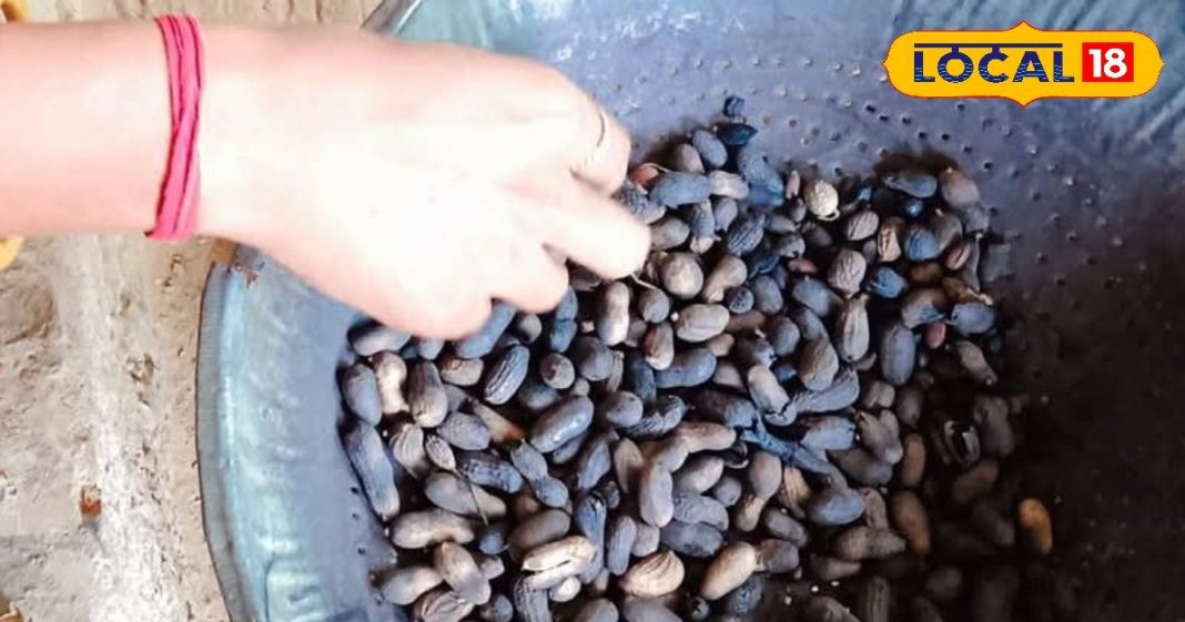 क्या मूंगफली सच में ‘गरीबों का बादाम’ है? जानें कितनी खाएं और किसे नहीं खानी चाहिए! – Uttar Pradesh News