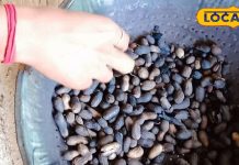 क्या मूंगफली सच में ‘गरीबों का बादाम’ है? जानें कितनी खाएं और किसे नहीं खानी चाहिए! – Uttar Pradesh News