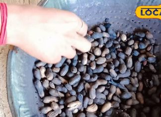 क्या मूंगफली सच में ‘गरीबों का बादाम’ है? जानें कितनी खाएं और किसे नहीं खानी चाहिए! – Uttar Pradesh News