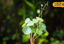 जहरीली हवा से बचने का hidden तरीका! इन 5 पौधों से मिलेगा नेचुरल ऑक्सीजन बूस्ट, जानें तरीका – Uttar Pradesh News