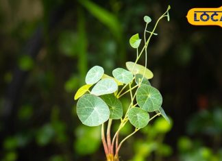 जहरीली हवा से बचने का hidden तरीका! इन 5 पौधों से मिलेगा नेचुरल ऑक्सीजन बूस्ट, जानें तरीका – Uttar Pradesh News