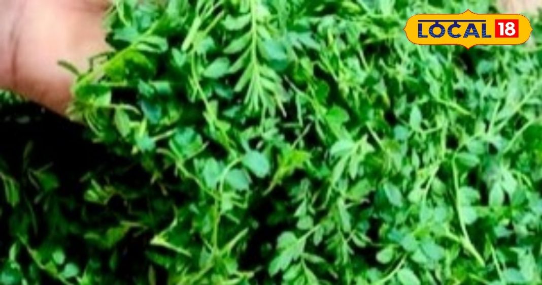 अड्डा-मटन छोड़िए.. सर्दी में खाए यह सेहतमंद साग, शरीर रखेगा गर्म! खून बढ़ाने, पाचन सुधारने और सुस्ती करेगा दूर – Jharkhand News