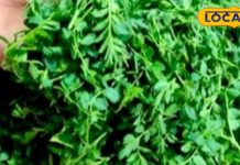 अड्डा-मटन छोड़िए.. सर्दी में खाए यह सेहतमंद साग, शरीर रखेगा गर्म! खून बढ़ाने, पाचन सुधारने और सुस्ती करेगा दूर – Jharkhand News