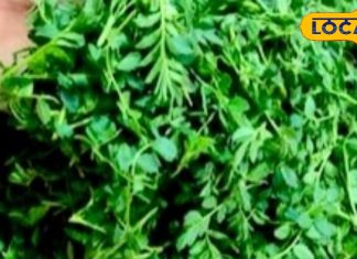 अड्डा-मटन छोड़िए.. सर्दी में खाए यह सेहतमंद साग, शरीर रखेगा गर्म! खून बढ़ाने, पाचन सुधारने और सुस्ती करेगा दूर – Jharkhand News