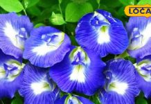 महादेव को बेहद पसंद है ये फूल, इसकी चाय से करें दिन शुरू; बीमारियां रहेंगी कंट्रोल – Uttarakhand News