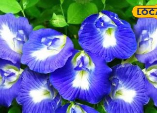 महादेव को बेहद पसंद है ये फूल, इसकी चाय से करें दिन शुरू; बीमारियां रहेंगी कंट्रोल – Uttarakhand News