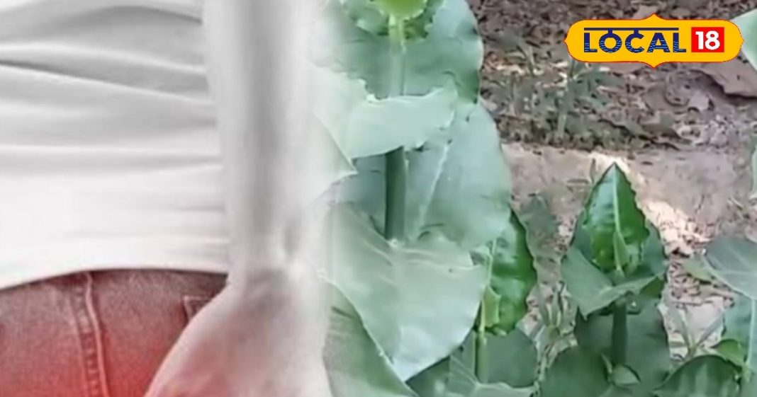 7 दिन में पाइल्स से मुक्ति! इस पत्ते का सेवन करेगा कमाल, एक्सपर्ट ने बताया सरल और प्रभावी नुस्खा