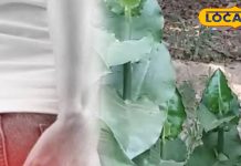 7 दिन में पाइल्स से मुक्ति! इस पत्ते का सेवन करेगा कमाल, एक्सपर्ट ने बताया सरल और प्रभावी नुस्खा