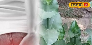 7 दिन में पाइल्स से मुक्ति! इस पत्ते का सेवन करेगा कमाल, एक्सपर्ट ने बताया सरल और प्रभावी नुस्खा