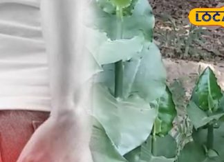 7 दिन में पाइल्स से मुक्ति! इस पत्ते का सेवन करेगा कमाल, एक्सपर्ट ने बताया सरल और प्रभावी नुस्खा