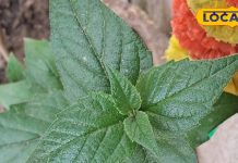 पानी में उबालकर पी लें हरसिंगार के पत्ते, डायबिटीज से लेकर हेयरफॉल तक में झट से मिलेगा आराम, पवित्रता का है प्रतीक