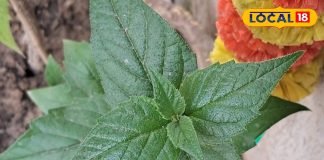 पानी में उबालकर पी लें हरसिंगार के पत्ते, डायबिटीज से लेकर हेयरफॉल तक में झट से मिलेगा आराम, पवित्रता का है प्रतीक