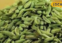 Regular consumption of fennel is considered beneficial in many diseases like constipation, diabetes and skin related diseases. Barabanki Ayurvedic Medicine – Himachal Pradesh News