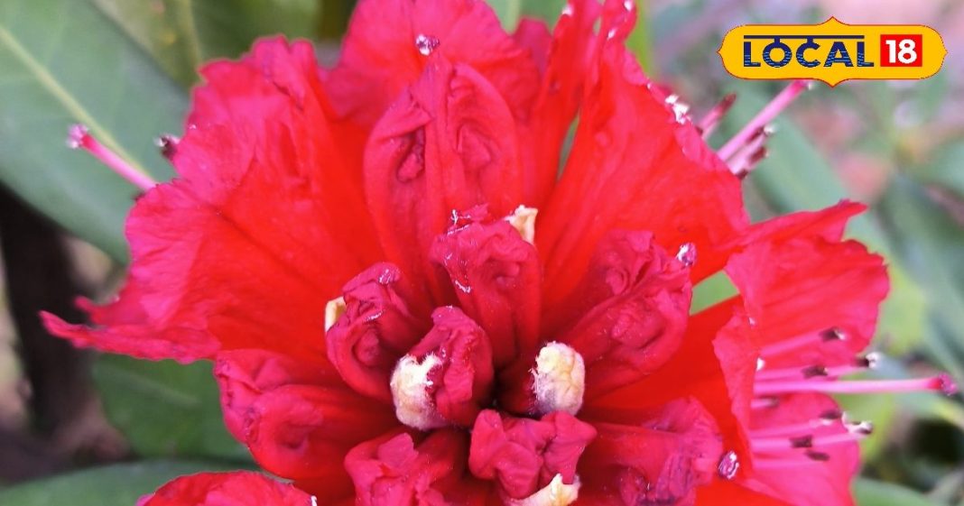 बुरांश का फूल….. पहाड़ों का लाल गहना और स्वास्थ्य का खजाना, जानिए इसके अद्भुत फायदे – Uttarakhand News