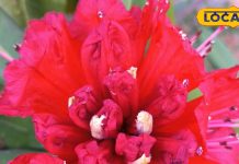 बुरांश का फूल….. पहाड़ों का लाल गहना और स्वास्थ्य का खजाना, जानिए इसके अद्भुत फायदे – Uttarakhand News