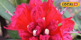 बुरांश का फूल….. पहाड़ों का लाल गहना और स्वास्थ्य का खजाना, जानिए इसके अद्भुत फायदे – Uttarakhand News