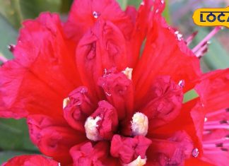 बुरांश का फूल….. पहाड़ों का लाल गहना और स्वास्थ्य का खजाना, जानिए इसके अद्भुत फायदे – Uttarakhand News