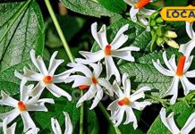 खाली पेट पीएं हरसिंगार की चाय, सर्दी-जुकाम से मिलेगा छुटकारा, पारिजात के फूलों में छिपा है अमृत, जानें इसके चमत्कारिक फायदे