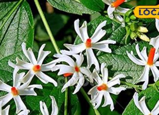 खाली पेट पीएं हरसिंगार की चाय, सर्दी-जुकाम से मिलेगा छुटकारा, पारिजात के फूलों में छिपा है अमृत, जानें इसके चमत्कारिक फायदे