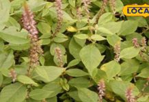 कंटीली झाड़ियों वाला ये पौधा है दवाओं का भंडार… दर्द, बुखार का ‘काल’ ! गायब कर देगा मोटापा – Uttar Pradesh News