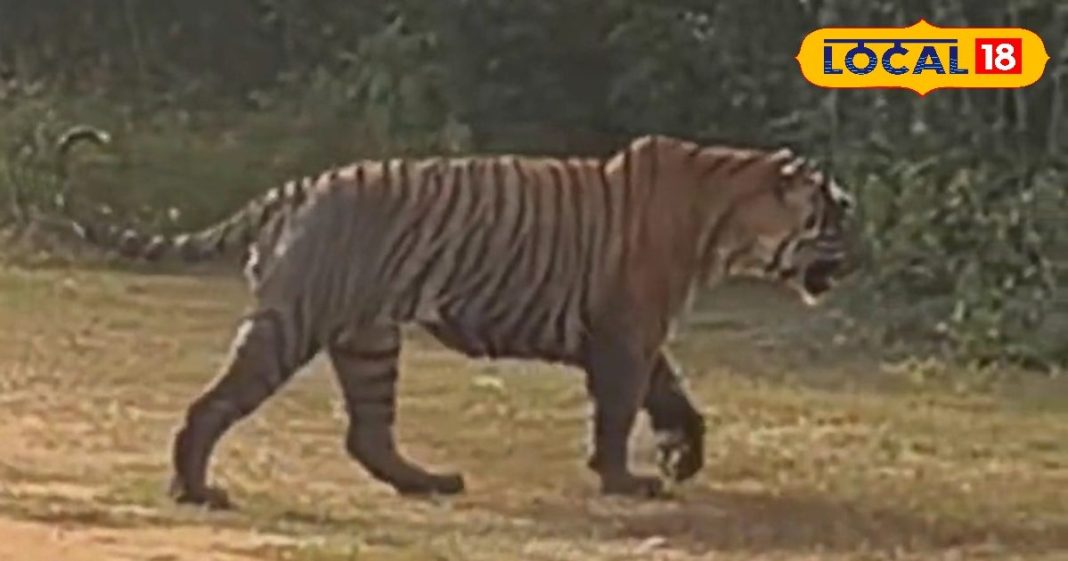 Sariska Tiger Reserve | Tiger Yuvaraj Sariska | Alwar Safari Tour | Rajasthan Wildlife Tourism | Tiger Sighting in India | Sariska Jungle Safari