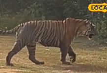 Sariska Tiger Reserve | Tiger Yuvaraj Sariska | Alwar Safari Tour | Rajasthan Wildlife Tourism | Tiger Sighting in India | Sariska Jungle Safari