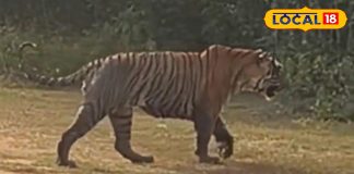 Sariska Tiger Reserve | Tiger Yuvaraj Sariska | Alwar Safari Tour | Rajasthan Wildlife Tourism | Tiger Sighting in India | Sariska Jungle Safari