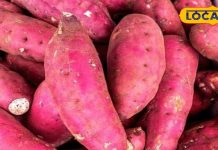 Recipe: कुकर-कढ़ाई में ऐसे पकाएं शकरकंद, नहीं होगी कोयले या अंगीठी की जरूरत, भूल नहीं पाएंगे स्वाद – Bihar News