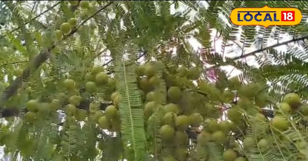 Amla Ke Fayde: सर्दियों का सुपरफूड है ये खट्टा फल, फायदा जानकर हो जाएंगे हैरान; यहां जानें खाने का सही तरीका – Uttar Pradesh News