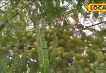 Amla Ke Fayde: सर्दियों का सुपरफूड है ये खट्टा फल, फायदा जानकर हो जाएंगे हैरान; यहां जानें खाने का सही तरीका – Uttar Pradesh News