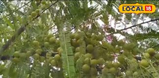 Amla Ke Fayde: सर्दियों का सुपरफूड है ये खट्टा फल, फायदा जानकर हो जाएंगे हैरान; यहां जानें खाने का सही तरीका – Uttar Pradesh News