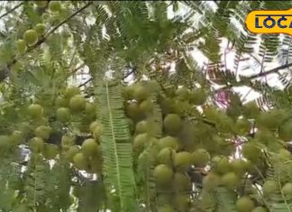 Amla Ke Fayde: सर्दियों का सुपरफूड है ये खट्टा फल, फायदा जानकर हो जाएंगे हैरान; यहां जानें खाने का सही तरीका – Uttar Pradesh News